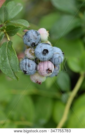 Highbush Blueberry - Latin Name - Vaccinium Corymbosum