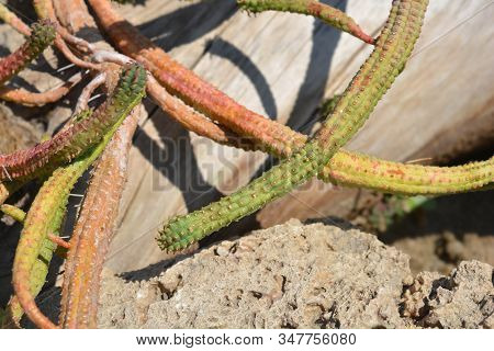Fringed Spurge - Latin Name - Euphorbia Fimbriata