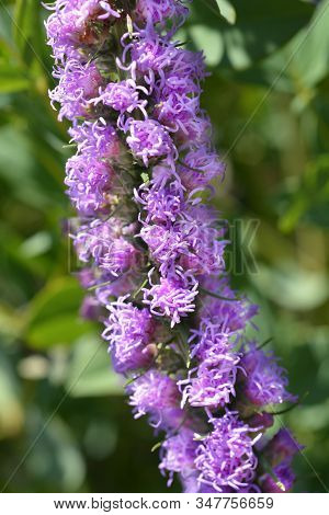 Prairie Blazing Star - Latin Name - Liatris Pycnostachya