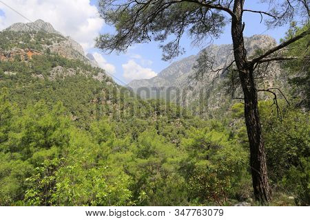 Green pines and mountains. Landscape in turkish mountrains, Likya Yolu