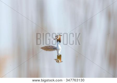 Great Crested Grebe On Water (podiceps Cristatus)