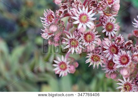 Sempervivum Arachnoideum  L. Pink Flowers, Inflorescence Of Houseleek Plant, Top View