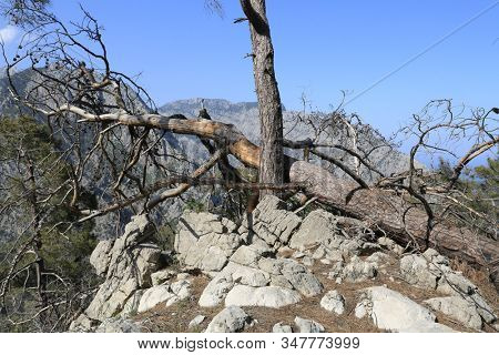 Dead trees on mountain top. Nice mountain landscape in Turkey, Famous Likya Yolu tourist trail in mountains.