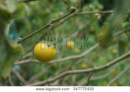 Close Up Image Of The Yellow Eggplant In The Garden Raw Material For Thai Food.