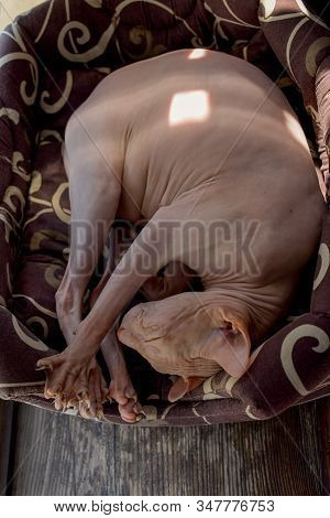 Sphynx Cat Sleeping. The Cat Sleeps In Its Place In The Sun. Sphinxes Love Warmth. Home Sweet Pet. A
