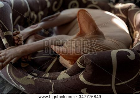 Sphynx Cat Sleeping. The Cat Sleeps In Its Place In The Sun. Sphinxes Love Warmth. Home Sweet Pet. A