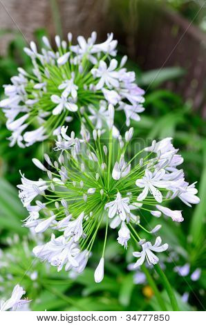 Agapanthus kukkia.