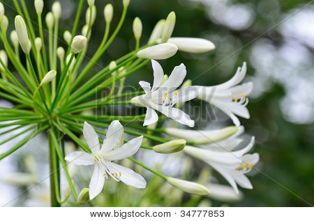 Agapanthus kukkia.