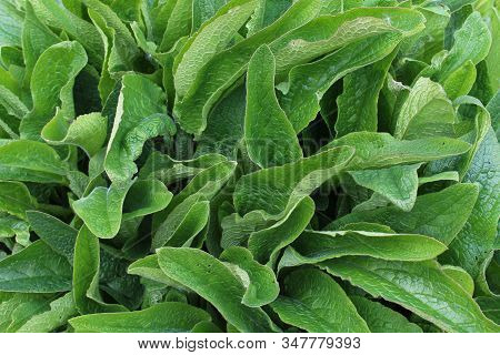 The Picture Shows A Field Of Comfrey In The Nature