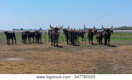 Aurochs Stand In The Field In The Hortobagy National Park In Hungary
