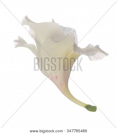 Single White Gladiolus Flower Isolated On White Background