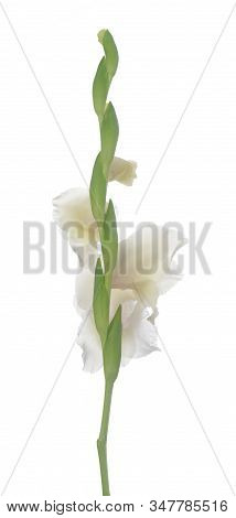 Back View Of White Gladiolus Flower Isolated On White Background