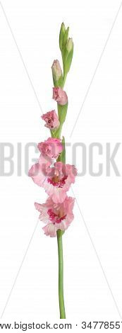 Pink  Gladiolus Flowerisolated On The White Background