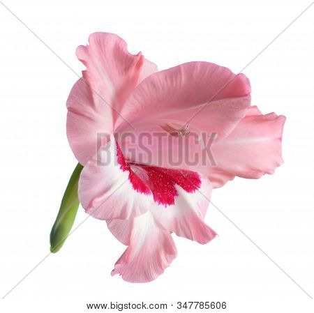 Pink  Gladiolus Flower Isolated On White Background