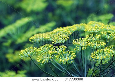 Green Herbal Background Of Blooming Dill, Selective Focus. Ecological Gardening, Cultivation And Col