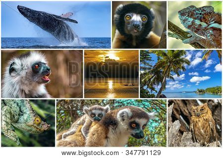 Nature,scenery,wildlife Animals Of Madagascar  - Collage Set