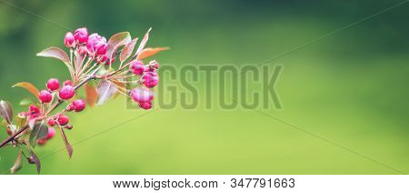 Branches With Pink Flowers On Blurred Green Background Banner