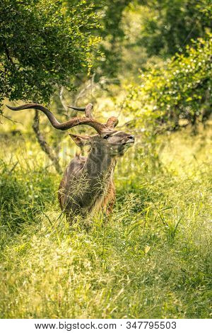 Beautiful Majestic Kudu Stands In The Middle Of South Africa's Wilderness. Kruger National Park