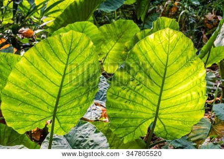 green alocasia odora leaf in the outdoor of city