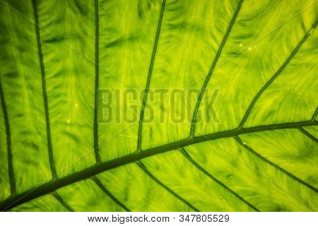 green alocasia odora leaf in the outdoor of city