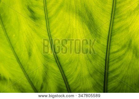 green alocasia odora leaf in the outdoor of city