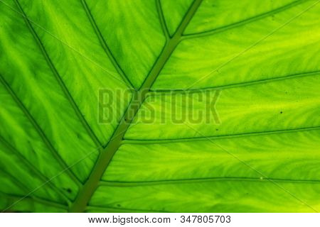 green alocasia odora leaf in the outdoor of city