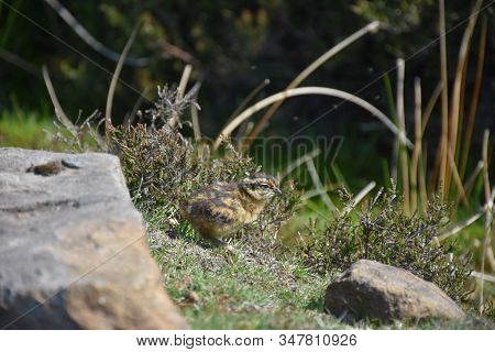 Cute Red Grouse Chick In The North Yorkshire England.