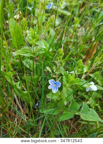 Veronica Persica, Birdeye Speedwell, Common Field, At Spring Background