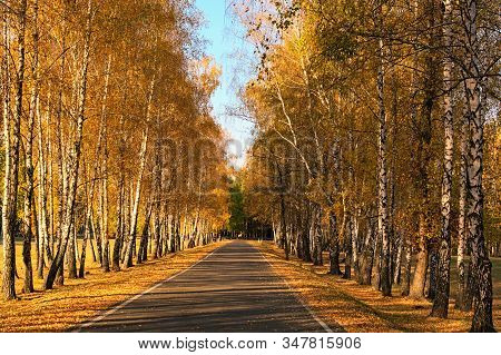 Asphalt Road In Golden Autumn Forest. Rows Of Birches Along The Road. Colorful Vibrant Treed Corrido