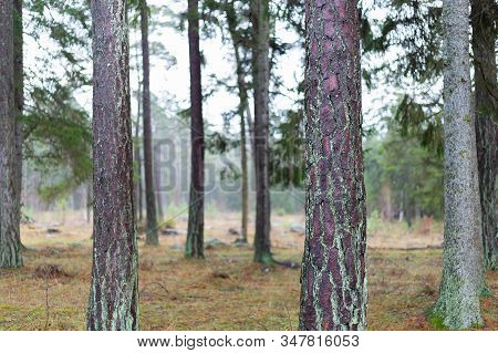 Plentry Of Pine Tree Trunks Close Up.