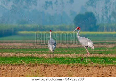 A Couple Of Sarus Crane Walking In The Field