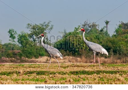 A Couple Of Sarus Crane Waliking In The Field