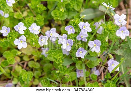 Small Henbit Flowers With Green Springtime Background.