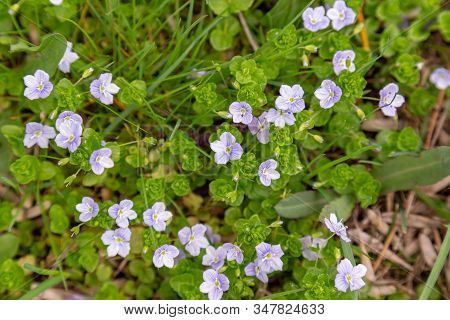 Small Henbit Flowers With Green Springtime Background.