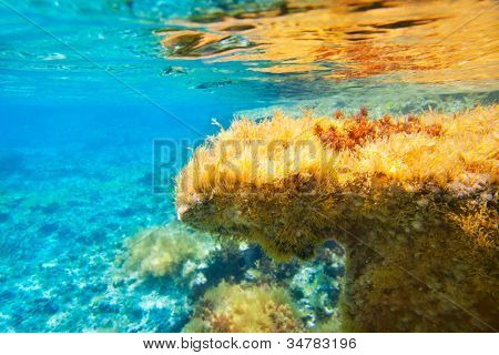 Ibiza Formentera onderwater anemone zeegezicht in gouden en turkoois