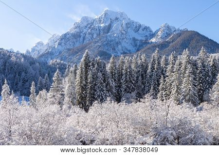 Zelenci Springs Nature Reserve Near Kranjska Gora, Slovenia In Winter. Sunny Morning With Fresh Snow