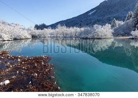 Zelenci Springs Nature Reserve Near Kranjska Gora, Slovenia In Winter. Sunny Morning With Fresh Snow