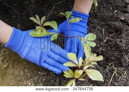 Female Hands In Gloves Press The Ground To The Roots Of A Peony Seedling. Planting Flowers In The Ga