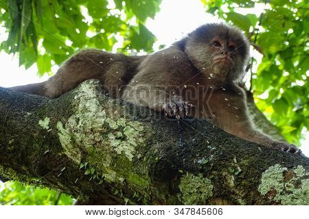 Capuchin Monkey Female Lyiong On The Branch Of A Tree. Ecuadorian Amazon, Puerto Misahualli