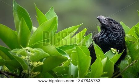 Black Bird Similar To A Crow Is Posing In Profile On The Top Of A Shrub Of Green Leaves. Out Of Focu