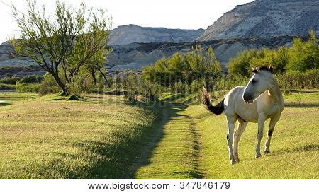 Animal, Background, Bards, Bart Simpson, Beautiful, Beauty, Blue, Farm, Field, Grass, Grass Path, Gr
