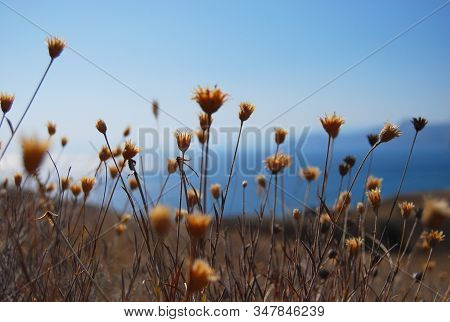 Dry Flowers And Herbs Field Against Blue Background