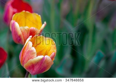 Beautiful Bright Red Tulips In The Photo With A Blurred Background And Soft Focus Trick For Greeting