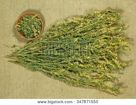 Melilot. Dry Herbs For Use In Alternative Medicine, Phytotherapy, Spa Or Herbal Cosmetics. Preparing