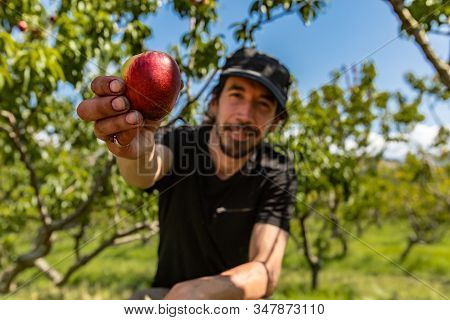 Selective Focus On Ripe And Fresh Nectarine Peach Fruit Held By A Happy Caucasian Man Sitting, Orcha