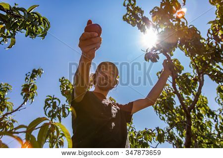 Low Angle View Of Happy Smiling Caucasian Man As He Looks To The Camera And Gives Fresh Ripe Peach F