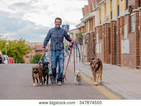 Professional Dog Walker Or Pet Sitter Walking A Pack Of Cute Different Breed And Rescue Dogs On Leas