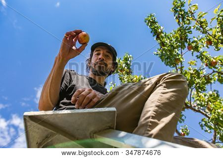 Low Angle View Of A Caucasian Man Sitting On The Top Of A Ladder And Showing A Ripe Nectarine Peach 