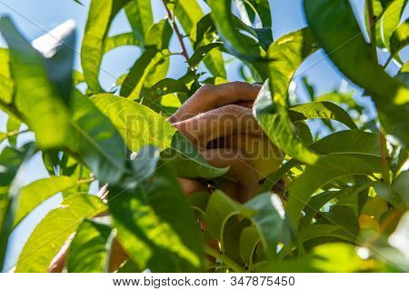 Low Angle And Close Up Shot Of Hand Picking A Peach Fruit From The Tree Branch, Selective Focus Betw