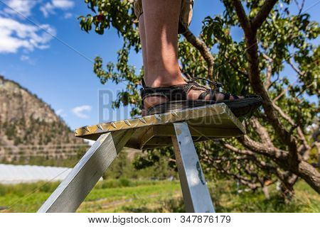 Woman On Fruit Picking Ladder Next To A Peach Tree. Close Up On Her Feet, She Wearing Hiking Outdoor